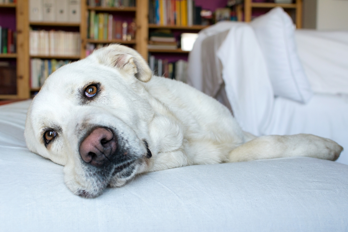 L’INSULINOMA PANCREATICO NEL CANE